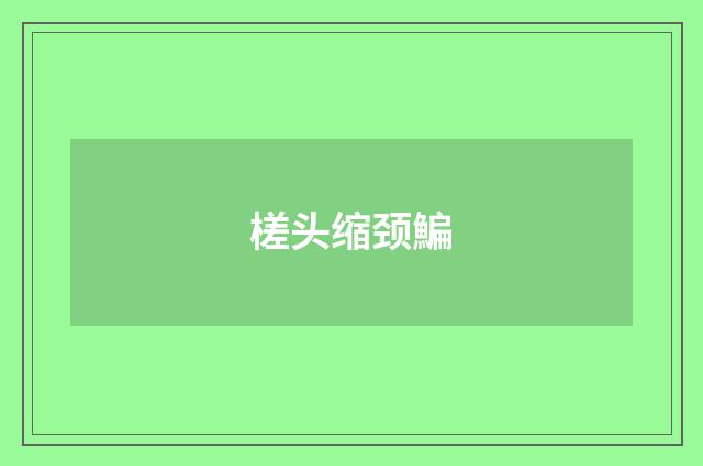 槎头缩颈鯿