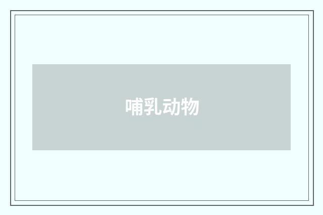 哺乳动物
