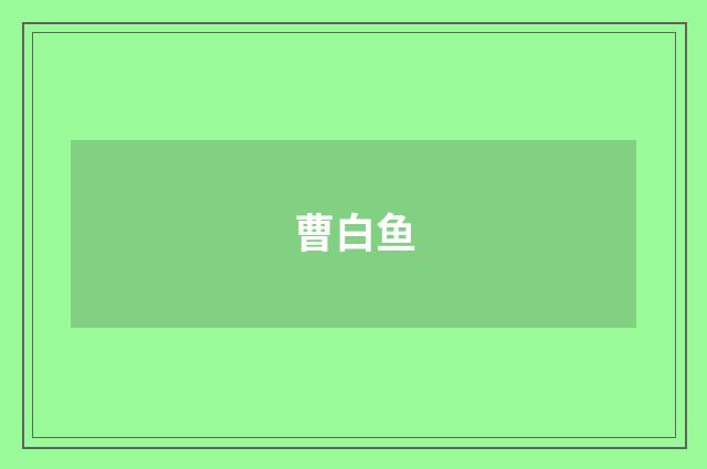 曹白鱼
