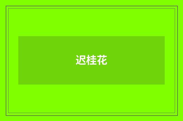 迟桂花