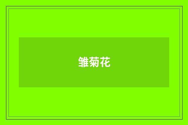 雏菊花