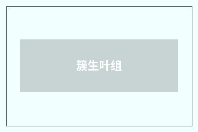 簇生叶组