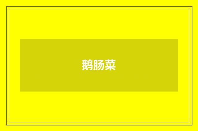 鹅肠菜