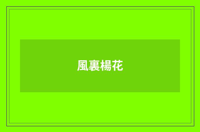 風裏楊花