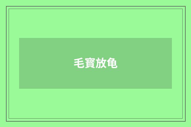 毛寳放龟