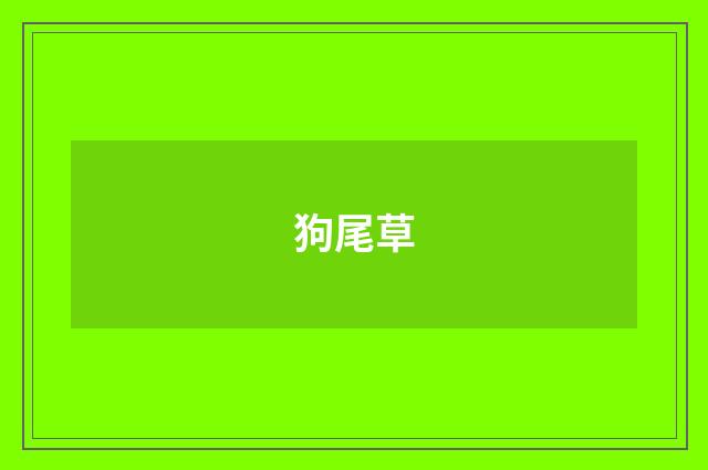 狗尾草