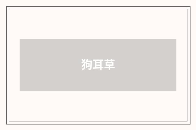 狗耳草