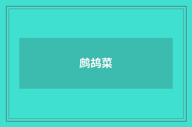 鹧鸪菜