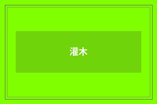 灌木