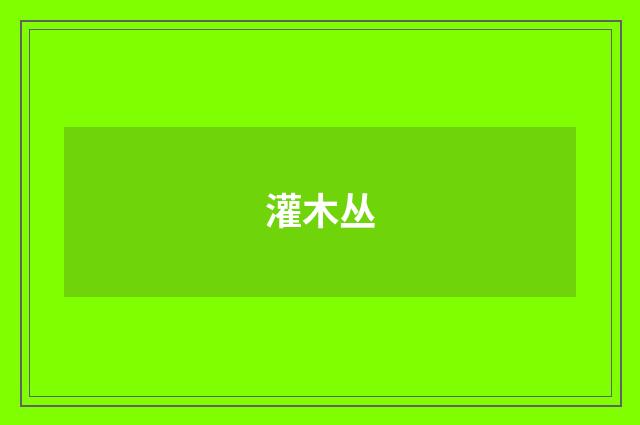 灌木丛
