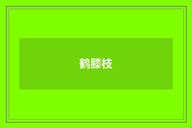 鹤膝枝