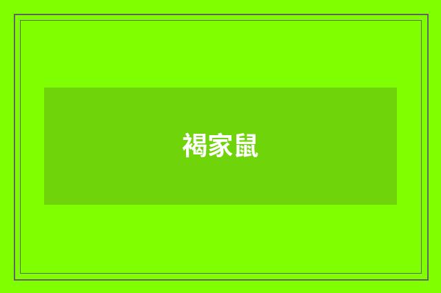 褐家鼠