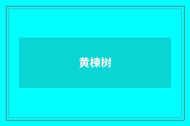 黄楝树
