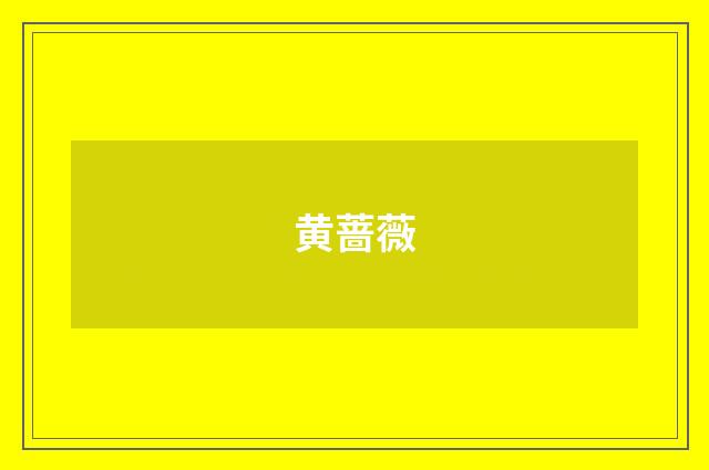 黄蔷薇