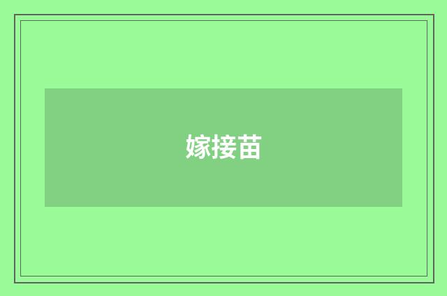 嫁接苗